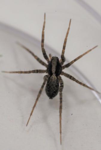 Pardosa sp.